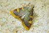 Hypsopygia costalis